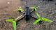 HQProp 5136R36 2 Positive And 2 Reverse Propeller