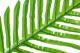 Simulation Turtle Leaf Sunflower Leaf