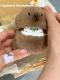 Capabala Earphone Case Cute Capybara Bluetooth Headset