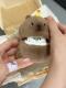 Capabala Earphone Case Cute Capybara Bluetooth Headset