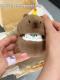 Capabala Earphone Case Cute Capybara Bluetooth Headset