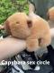 Capabala Earphone Case Cute Capybara Bluetooth Headset