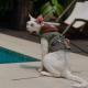 Outdoor Pet Half-Shirt For Hiking And Camping