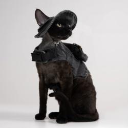 Adjustable Traction Vest And Fishermans Hat Set For Walking A Cat In Devon.