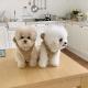 Warm Pet Clothes CloakCape For Small And Medium-Sized Dogs
