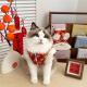 Underwear Ragdoll Silver-shaded Kitten Pet Tang Suit