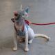 Sphynx Cat Chest Harness With Red Bow And Leash