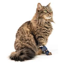 Cat Foreleg Injury Support Brace For Recovery From Joint Ligament Tear