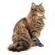 Cat Foreleg Injury Support Brace For Recovery From Joint Ligament Tear
