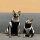 Winter Furless Cat Stretchy Fleece-Lined Thickened Warm Soft Sphinx Devon Rex Cat Clothes