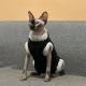 Winter Furless Cat Stretchy Fleece-Lined Thickened Warm Soft Sphinx Devon Rex Cat Clothes