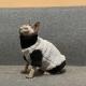 Winter Furless Cat Stretchy Fleece-Lined Thickened Warm Soft Sphinx Devon Rex Cat Clothes