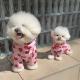 Waterproof Full-Covering Rain Poncho With Hood For Small And Medium-Sized Dogs