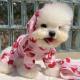 Waterproof Full-Covering Rain Poncho With Hood For Small And Medium-Sized Dogs