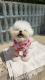 Waterproof Full-Covering Rain Poncho With Hood For Small And Medium-Sized Dogs