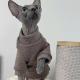 AutumnWinter Hairless Cat Clothes Devon Sphinx Cat Thickened