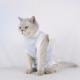 Post-Operative SpayNeuter Recovery Suit For Cats With Anti-Licking Sleeve And Strap