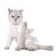Post-Operative SpayNeuter Recovery Suit For Cats With Anti-Licking Sleeve And Strap
