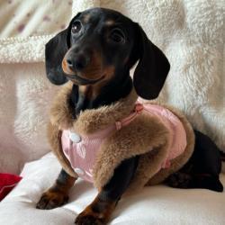 Pet AutumnWinter New Chinese-style Qipao Outfit