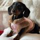 Pet AutumnWinter New Chinese-style Qipao Outfit