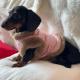 Pet AutumnWinter New Chinese-style Qipao Outfit