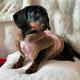 Pet AutumnWinter New Chinese-style Qipao Outfit