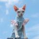 Hairless Cat Cotton Flutter Sleeve Top
