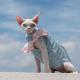 Hairless Cat Cotton Flutter Sleeve Top