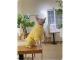 Soft Stretchy Clothing For Sphynx Cats In Fall And Winter