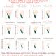 24 PCS Clover Nail Art, Length Long Water Pipe Fake Nails, Had Nail Tips False Nail