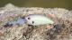 Rocky Little Fatty Lure Minnow 10cm15g Saltwater Fishing Bait Artificial Lure