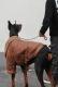 Winter Plus Velvet Pet Lapel Leather Coat For Big Dogs