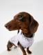 Dog Ultra-thin Vest Raincoat Water And Dirt Resistant Wind Shield