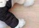 Pet Poodle Dog Clothes Cotton-padded Coat Four-leg Fleece-lined