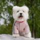 Autumn And Winter Dog Clothing Small And Medium Sized Dog West Highland Bichon Frise Down Jacket With Fleece For Warmth, Pet Four Legged Cotton Jacket