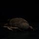 Original Insect Series Stag Beetle Plush Toys
