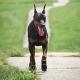Pet Upstream Shoes Outdoor Anti-drop