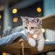 Pet Locator Reflective Collar