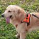 Dog Traction Explosion-proof Punch, Large Dog Chest Harness, Pet Traction