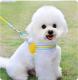 Dog Leash Summer Breathable Corgi Shiba Inu Bichon Chest Vest Walking Dog Leash Small And Medium-sized Dog Pet Supplies