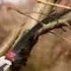 30ft Manual Pole Saw, Lightweight Tree Trimmers Long Handle Pruner Set, Sharp Steel Blade And Scissors Pole Saw For Trimming Palm, Pear Tree, Fir Tree, Other High Trees And Shrubs