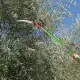30ft Manual Pole Saw, Lightweight Tree Trimmers Long Handle Pruner Set, Sharp Steel Blade And Scissors Pole Saw For Trimming Palm, Pear Tree, Fir Tree, Other High Trees And Shrubs
