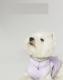 Dog Ultra-thin Vest Raincoat Water And Dirt Resistant Wind Shield