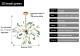 Nordic Firefly Onyx Modern Minimalist Creative Chandelier