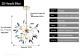 Nordic Firefly Onyx Modern Minimalist Creative Chandelier
