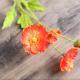 Creative Colorful Silk Fabric Artificial Flowers
