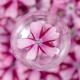 Cherry Blossom Dried Flower Ornament Accessories Bookmark Plant Specimen