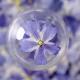 Cherry Blossom Dried Flower Ornament Accessories Bookmark Plant Specimen