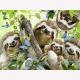 Cute Sloth Full Of Diamonds Painting