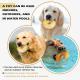 Molar Teeth Cleaning Sound Donut Dog Toy